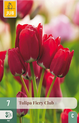 JUB X 7 Tulipa Fiery Club
