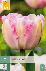 JUB X 7 Tulipa Finola