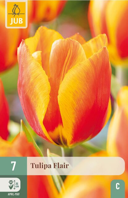JUB X 7 Tulipa Flair
