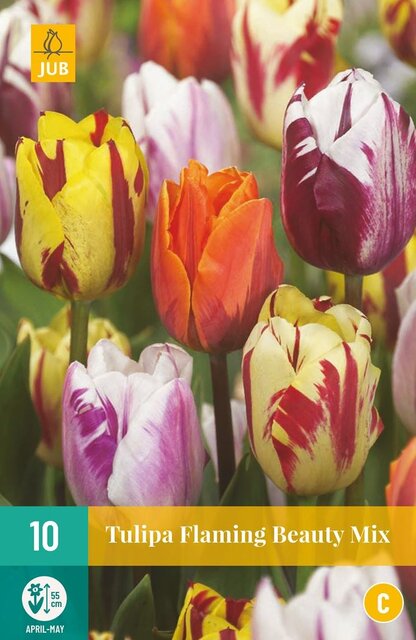 JUB X 7 Tulipa Flaming Beauty Mix
