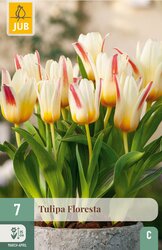 JUB X 7 Tulipa Floresta - afbeelding 2