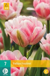JUB X 7 Tulipa Foxtrot