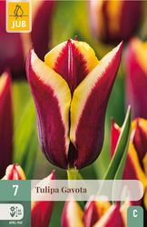 JUB X 7 Tulipa Gavota