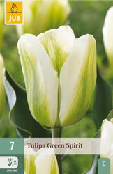 JUB X 7 Tulipa Green Spirit - afbeelding 2