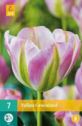 JUB X 7 Tulipa Groenland