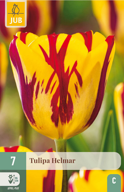 JUB X 7 Tulipa Helmar