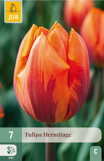JUB X 7 Tulipa Hermitage