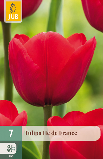 JUB X 7 Tulipa Ile de France