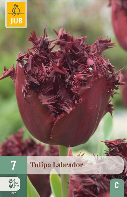 JUB X 7 Tulipa Labrador - afbeelding 1