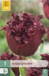JUB X 7 Tulipa Labrador - afbeelding 2
