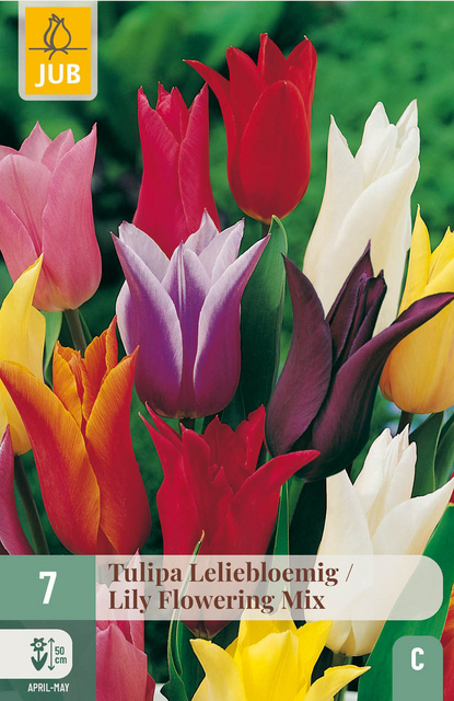 JUB X 7 Tulipa Leliebloemig Mix