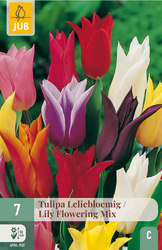 JUB X 7 Tulipa Leliebloemig Mix