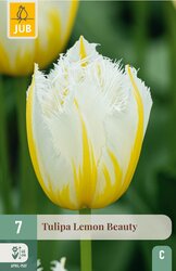 JUB X 7 Tulipa Lemon Beauty - afbeelding 1