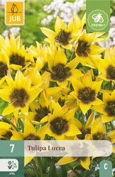 JUB X 7 Tulipa Lucca - afbeelding 2