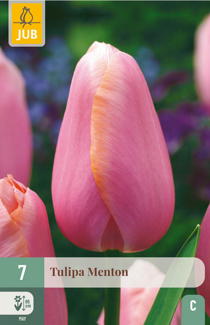 JUB X 7 Tulipa Menton