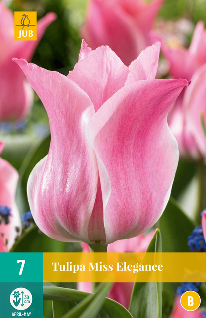 JUB X 7 Tulipa Miss Elegance