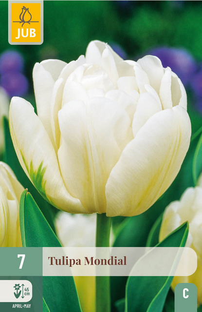 JUB X 7 Tulipa Mondial