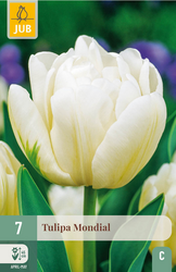 JUB X 7 Tulipa Mondial
