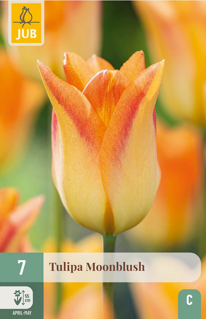 JUB X 7 Tulipa Moonblush