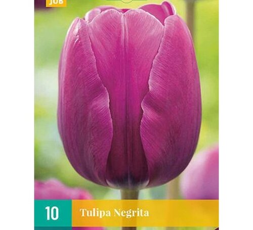 JUB X 7 Tulipa Negrita