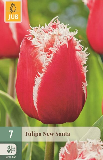 JUB X 7 Tulipa New Santa