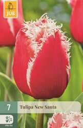 JUB X 7 Tulipa New Santa