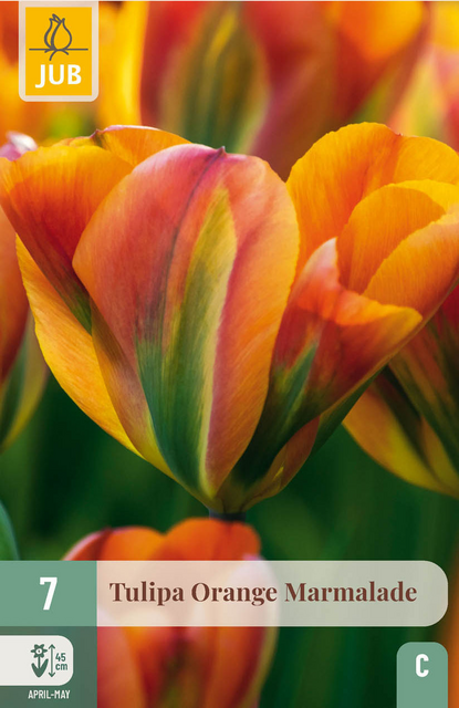 JUB X 7 Tulipa Orange Marmalade