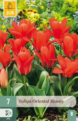 JUB X 7 Tulipa Oriental Beauty