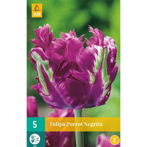 JUB X 7 Tulipa Parrot Negrita