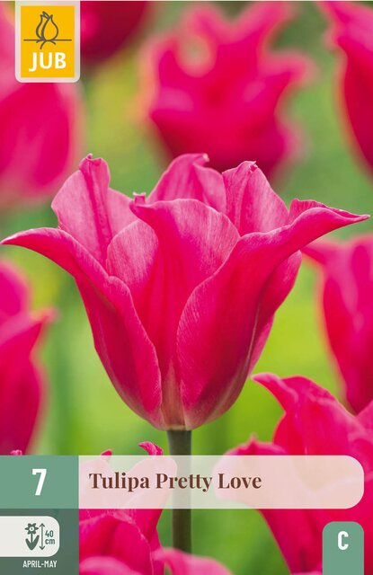 JUB X 7 Tulipa Pretty Love - afbeelding 1