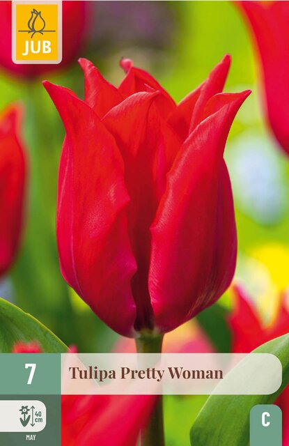 JUB X 7 Tulipa Pretty Woman - afbeelding 1