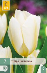 JUB X 7 Tulipa Purissima