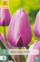 JUB X 7 Tulipa Purple Pride