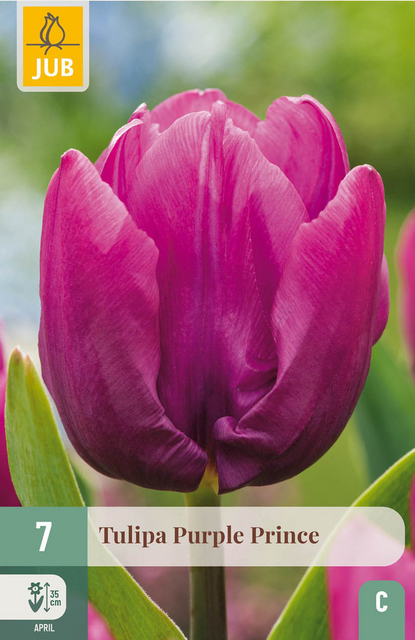 JUB X 7 Tulipa Purple Prince