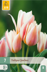 JUB X 7 Tulipa Quebec