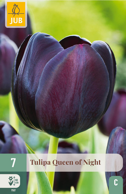 JUB X 7 Tulipa Queen of Night