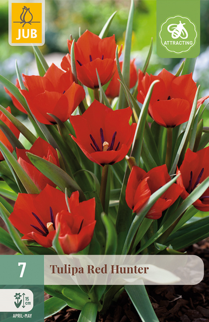 JUB X 7 Tulipa Red Hunter