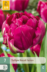 JUB X 7 Tulipa Royal Acres