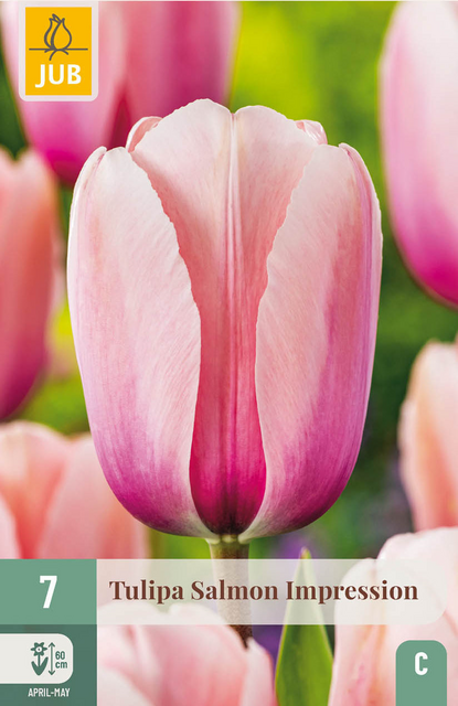 JUB X 7 Tulipa Salmon Impression