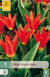 JUB X 7 Tulipa Scarlet Baby