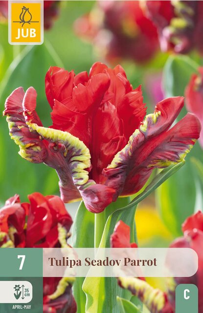JUB X 7 Tulipa Seadov Parrot - afbeelding 1