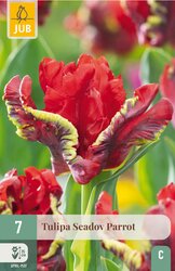 JUB X 7 Tulipa Seadov Parrot - afbeelding 1