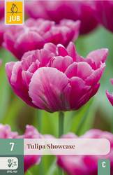 JUB X 7 Tulipa Showcase