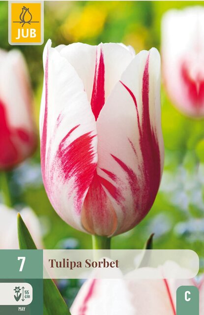 JUB X 7 Tulipa Sorbet