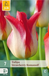 JUB X 7 Tulipa Strawberry Romanoff