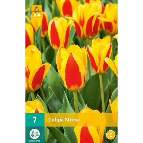 JUB X 7 Tulipa Stresa