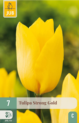 JUB X 7 Tulipa Strong Gold
