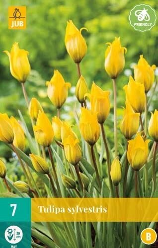 JUB X 7 Tulipa sylvestris