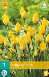 JUB X 7 Tulipa sylvestris