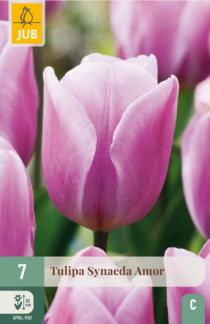 JUB X 7 Tulipa Synaeda Amor